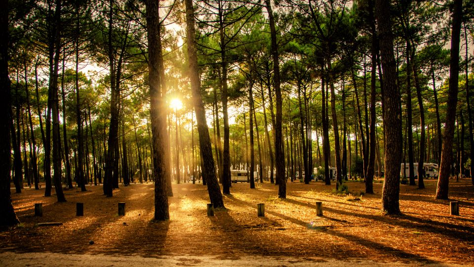 Forêt de pins dans les Landes avec le soleil couchant filtrant à travers les arbres, créant des rayons de lumière dorée et une ambiance sereine.